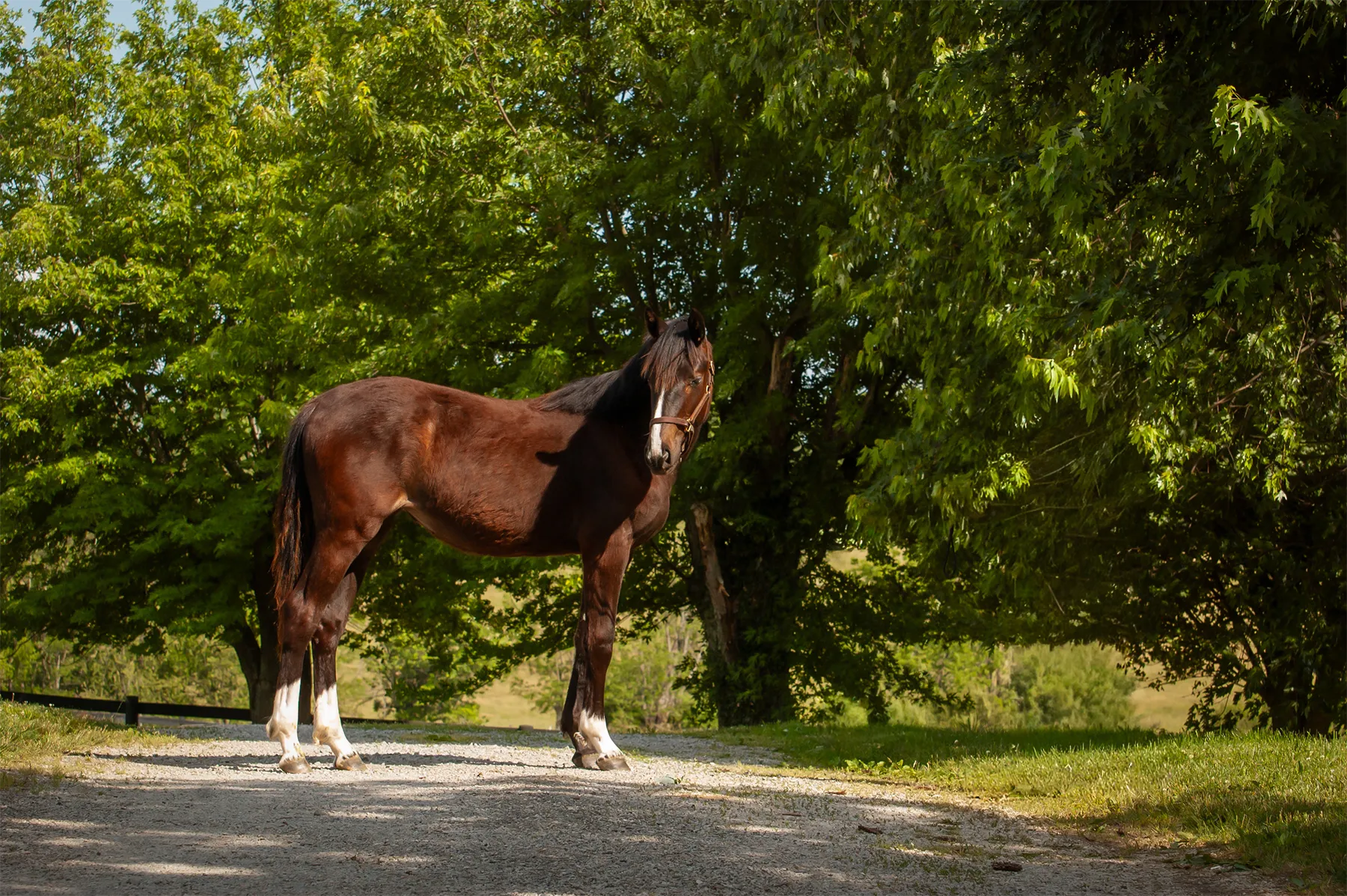 Bay filly with three white socks and a blaze stands on a gravel drive in front of a large tree and looks back.
