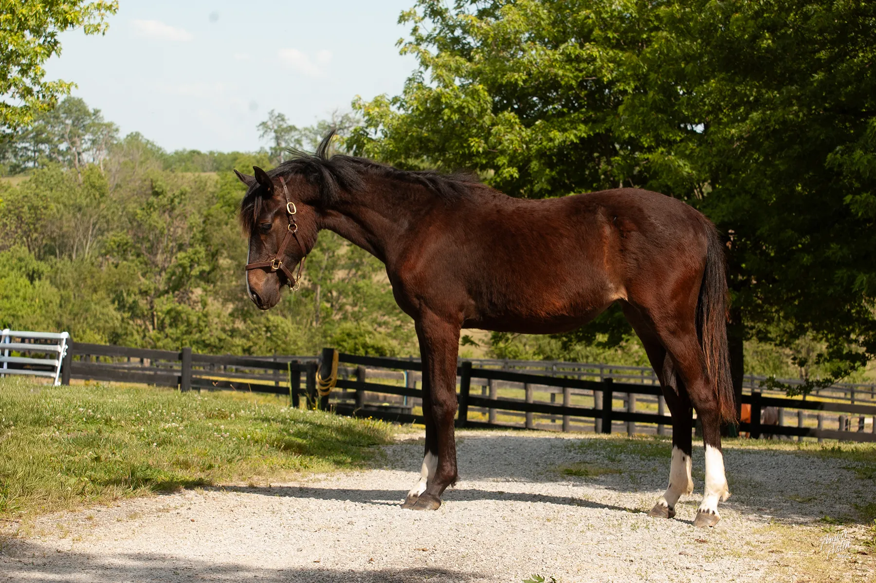 Bay filly with three white socks and a blaze poses for a conformation photo on a gravel drive.