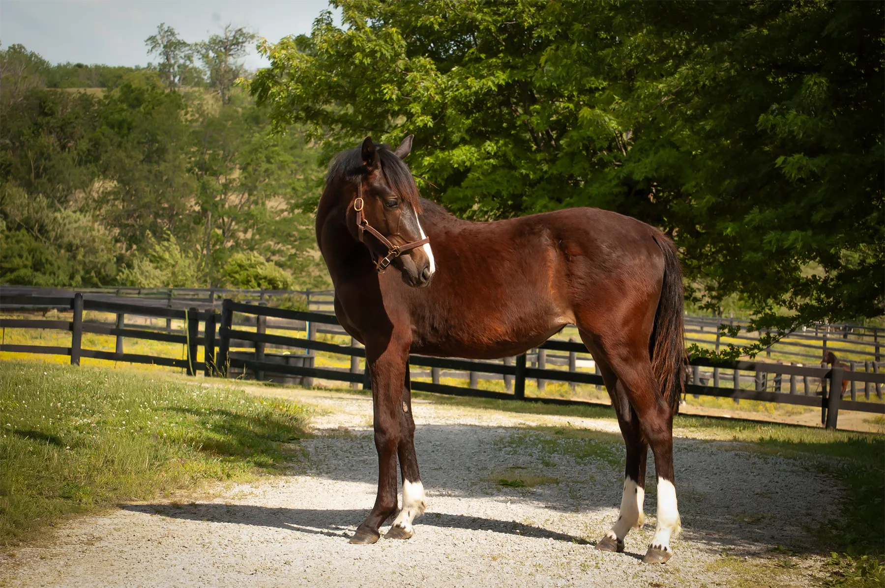 Bay filly with three white socks and a blaze stands on a gravel drive and looks back.