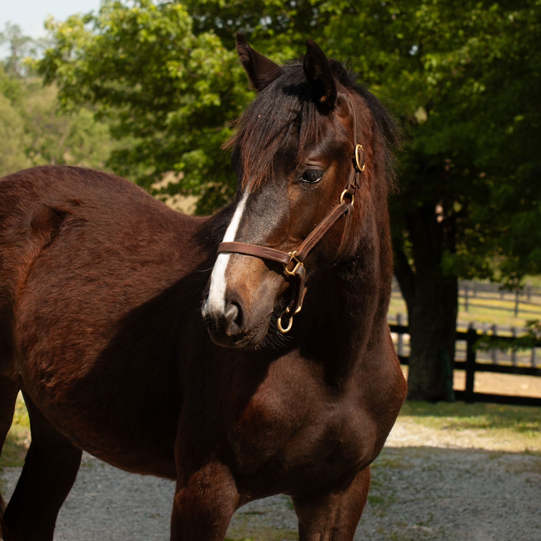Bay filly with a blaze and bushy forelock poses for a portrait in a leather halter.