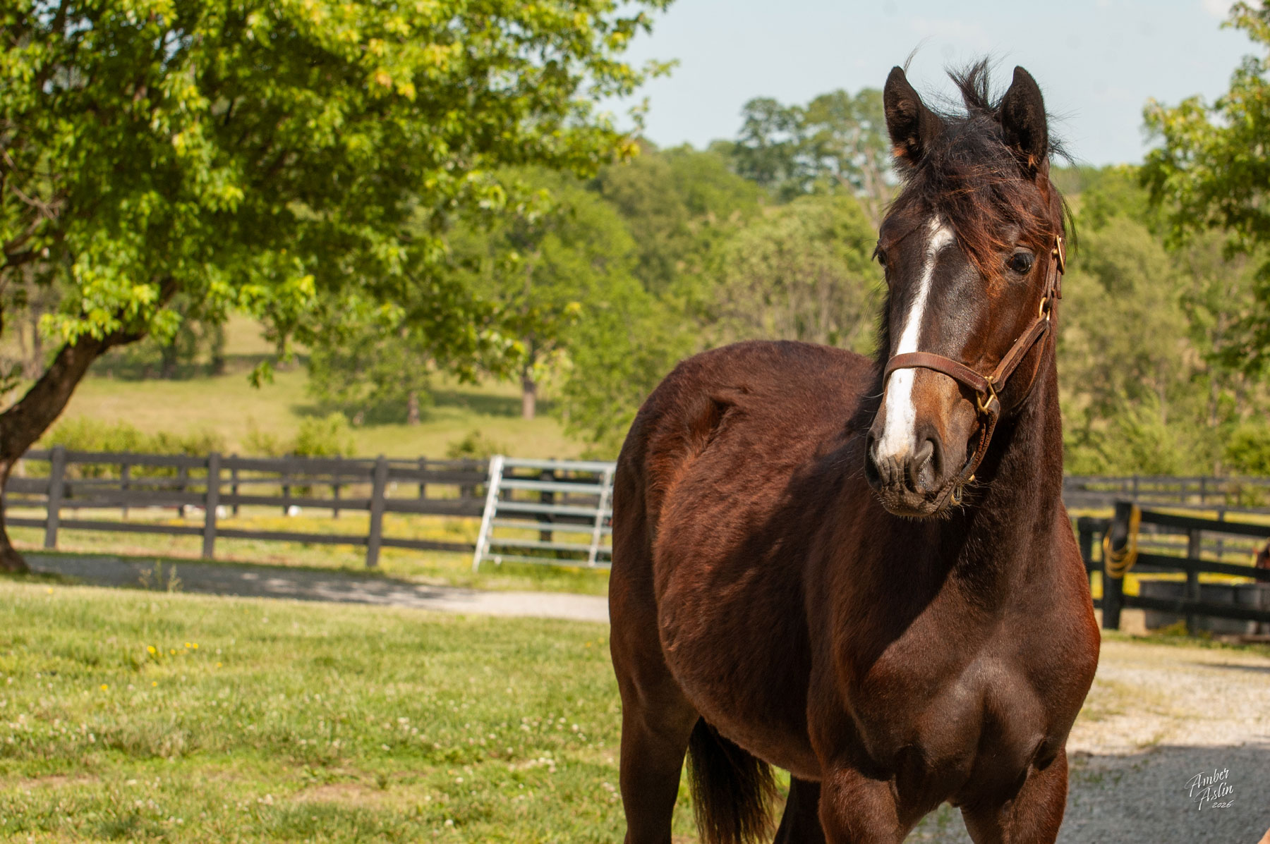 Bay filly with blaze and bushy forelock looks towards camera with fencing and trees behind her.