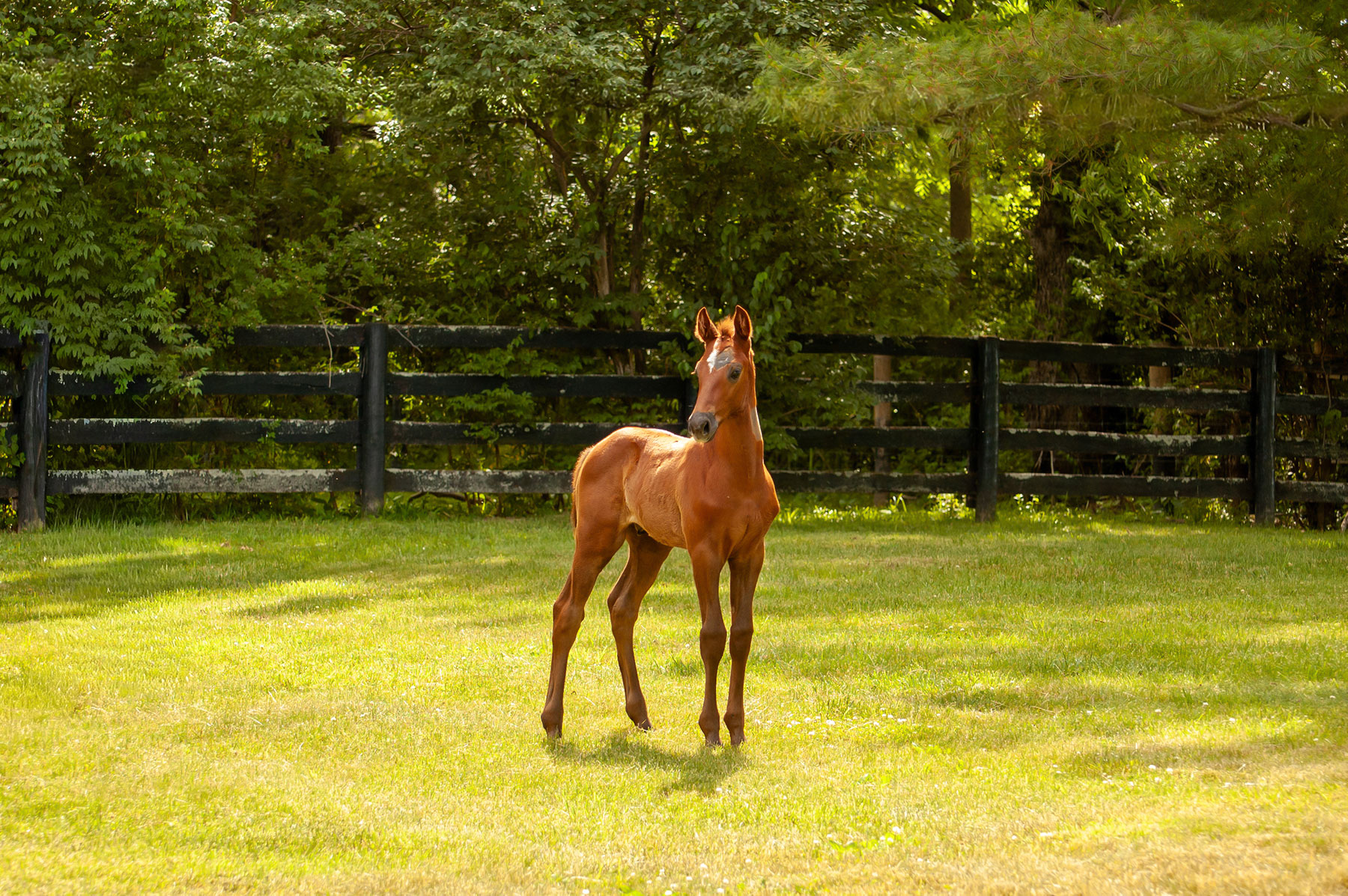 Young foal stands proudly in a grass field.
