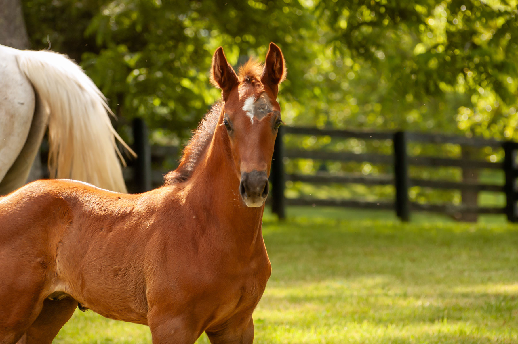 Young chestnut colt with pricked ears and half a star looks at the camera and proudly shows off where his head was shaved and stitched.