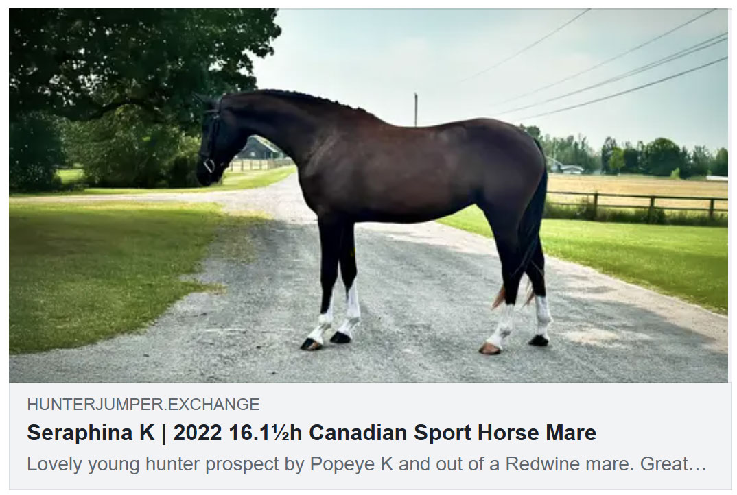 An example of a link preview for an HJx Sale Horse Listing, showing the photo, name, and key details such as age, height, breed and sex.