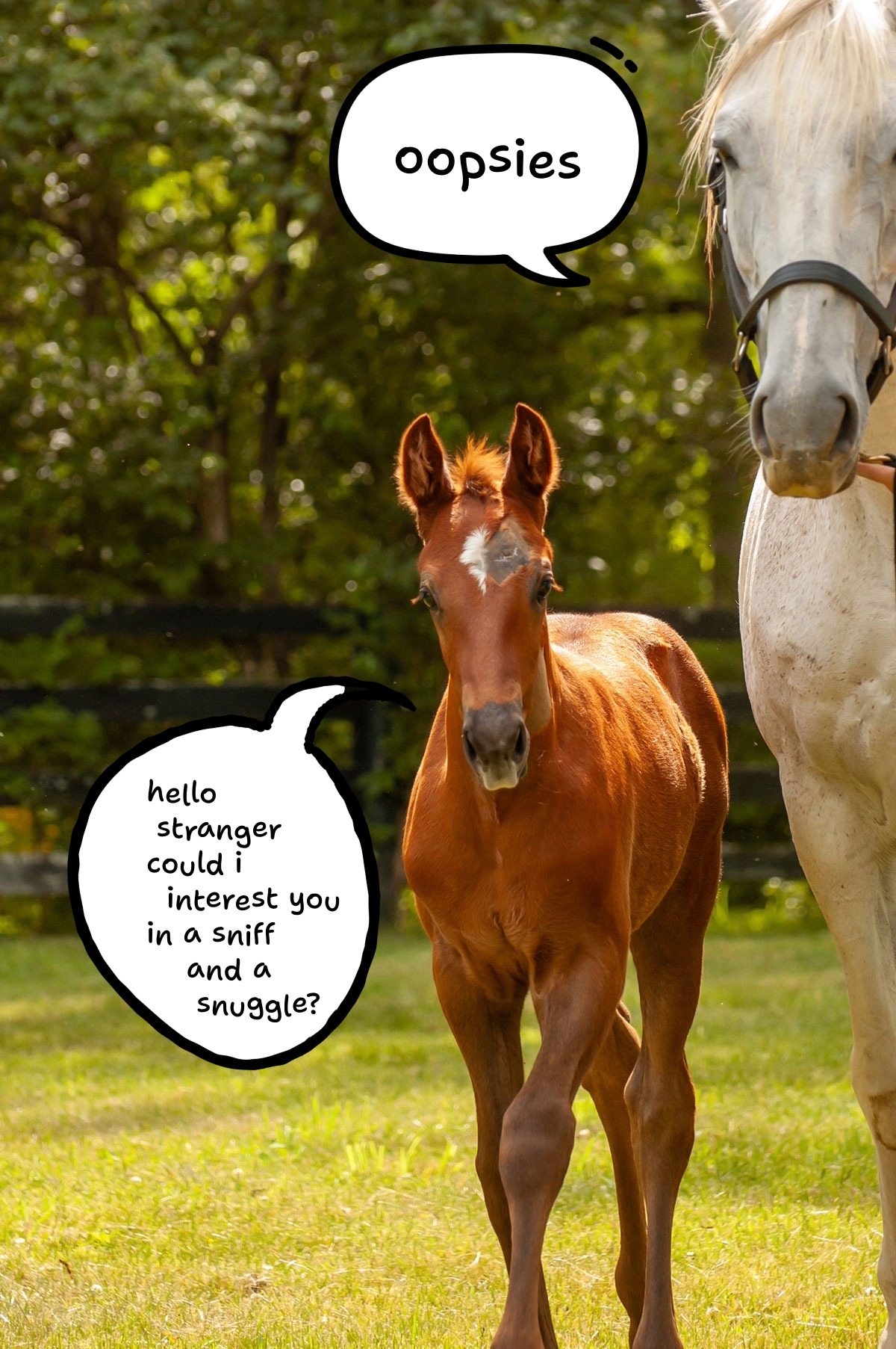 Foal sports head stiches while walking along side his dam, who is saying 'oopsies' in a speech bubble for causing those stitches. The baby, unbothered, is heading for the photographer, saying 'hello stranger, could i interest you in a sniff and a snuggle?'