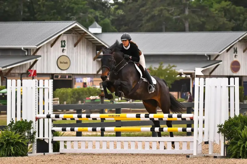 Sale Horse AVM Bellissima