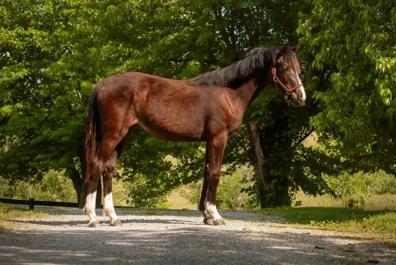 Sale Horse Baleria FE