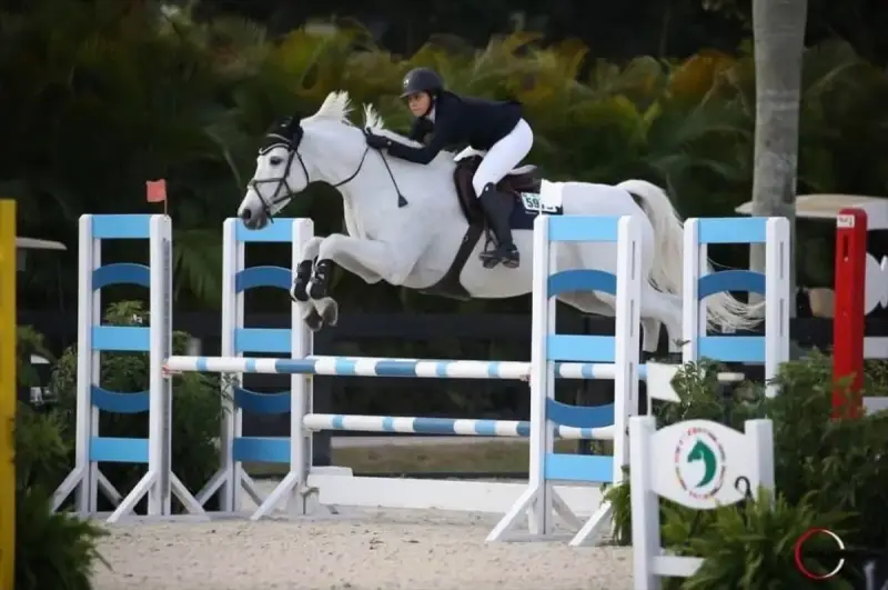 Sale Horse Cacharel L Z