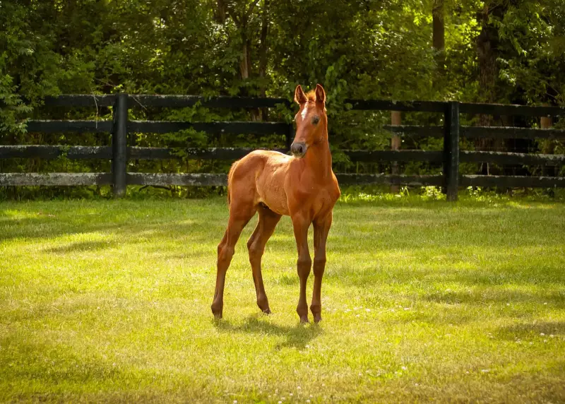 Sale Horse Courageux FE