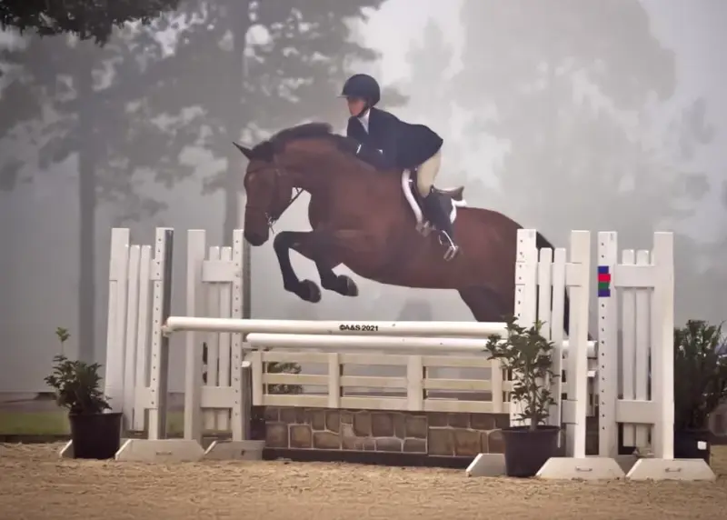 Sale Horse Everlasting