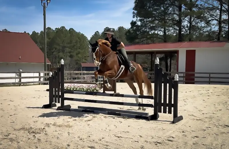 Sale Horse Focus Tachor Z