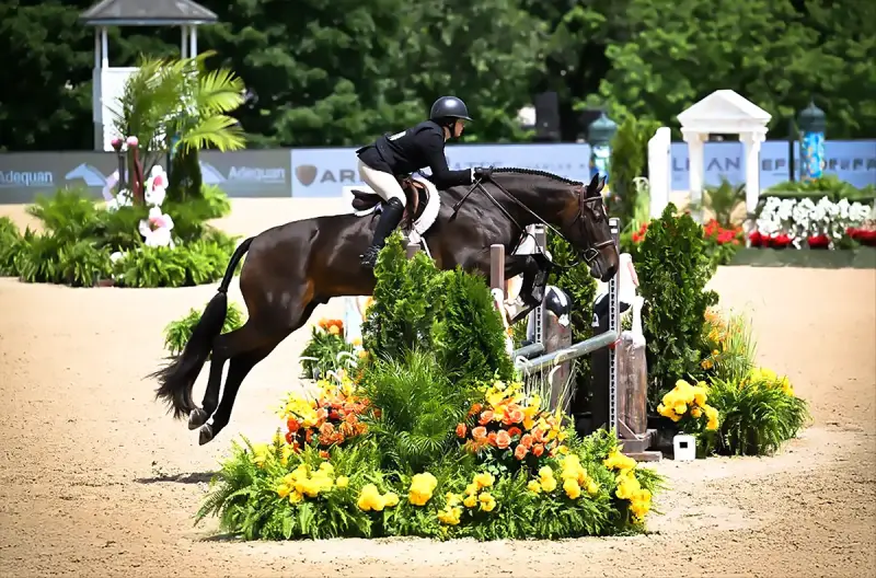 Sale Horse Kinetic Quest