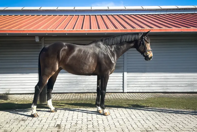 Sale Horse Kool Runnings