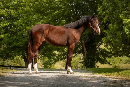 thumbnail image of HJx Sale Horse Baleria FE