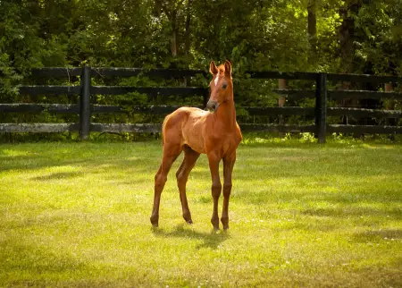 thumbnail image of HJx Sale Horse Courageux FE