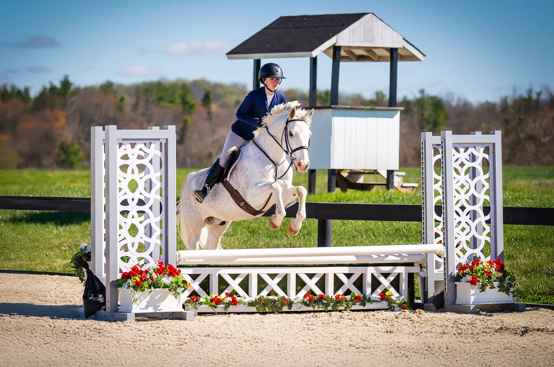 Shop the HJx Sale Horses