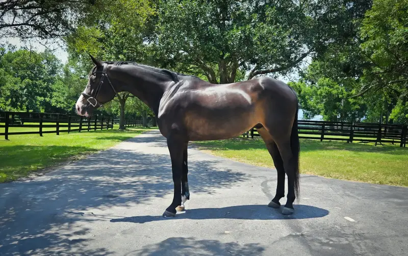 https://hjxbucket.s3.us-east-2.amazonaws.com/horses/gallery/alpines-armani__conformation.webp