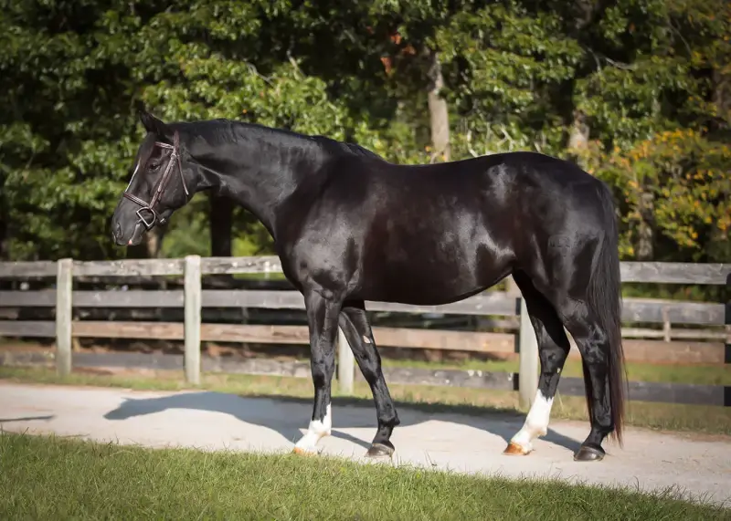 https://hjxbucket.s3.us-east-2.amazonaws.com/horses/gallery/alpines-opal-hunter-model-1.webp