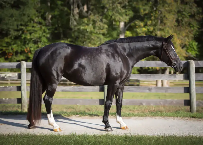 https://hjxbucket.s3.us-east-2.amazonaws.com/horses/gallery/alpines-opal-hunter-model-2.webp
