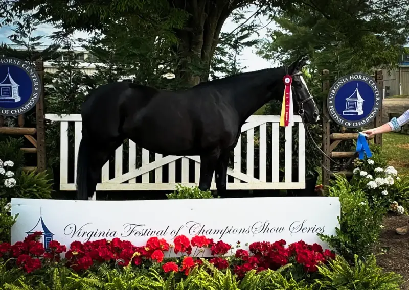 https://hjxbucket.s3.us-east-2.amazonaws.com/horses/gallery/alpines-opal-hunter-win.webp