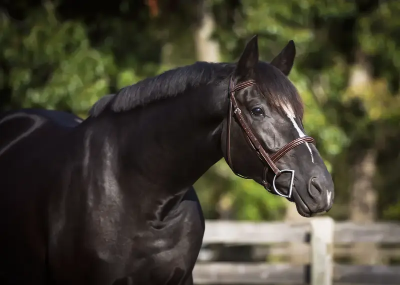https://hjxbucket.s3.us-east-2.amazonaws.com/horses/gallery/alpines-opal-hunter__amyWaples.webp