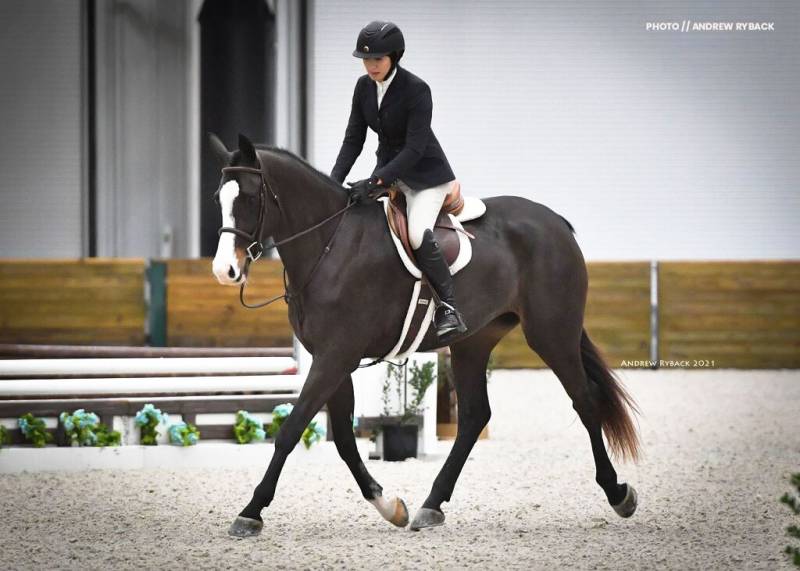 https://hjxbucket.s3.us-east-2.amazonaws.com/horses/gallery/armani-hunter-trot_1.jpg