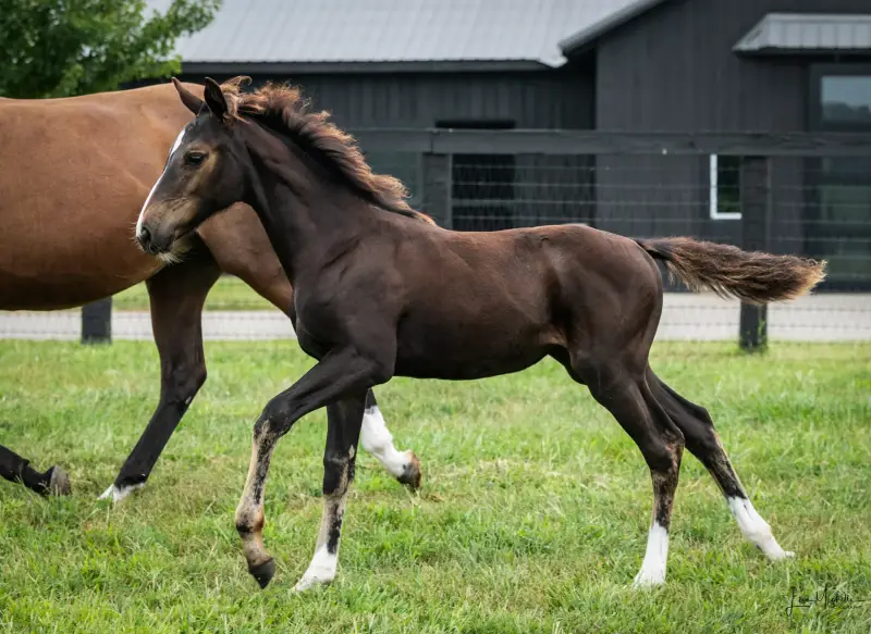 https://hjxbucket.s3.us-east-2.amazonaws.com/horses/gallery/baleria-fe__NAS-filly_canter.webp