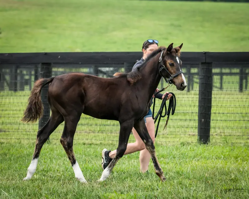 https://hjxbucket.s3.us-east-2.amazonaws.com/horses/gallery/baleria-fe__NAS-filly_inspection-2.webp