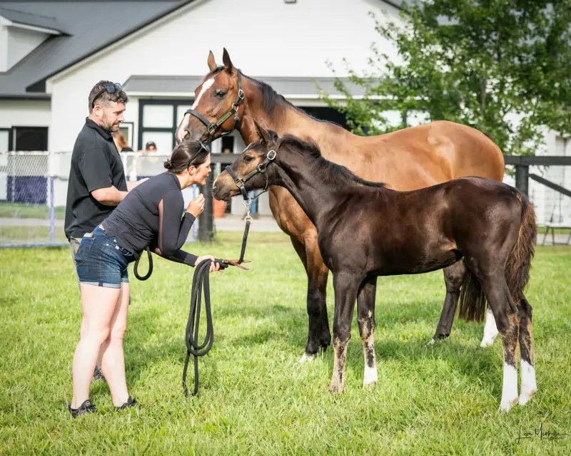 https://hjxbucket.s3.us-east-2.amazonaws.com/horses/gallery/baleria-fe__NAS-filly_inspection-4.webp