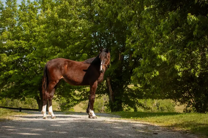 https://hjxbucket.s3.us-east-2.amazonaws.com/horses/gallery/baleria-fe__NAS-filly_model-2.webp
