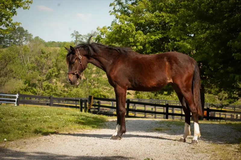 https://hjxbucket.s3.us-east-2.amazonaws.com/horses/gallery/baleria-fe__NAS-filly_model-3.webp