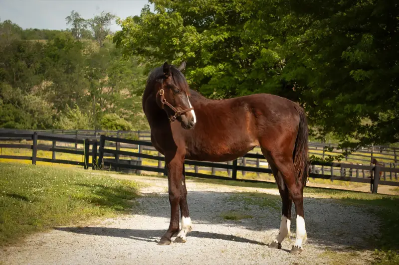 https://hjxbucket.s3.us-east-2.amazonaws.com/horses/gallery/baleria-fe__NAS-filly_model-4.webp