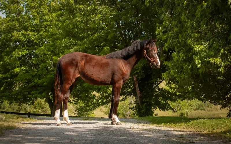 https://hjxbucket.s3.us-east-2.amazonaws.com/horses/gallery/baleria-fe__NAS-filly_model.webp