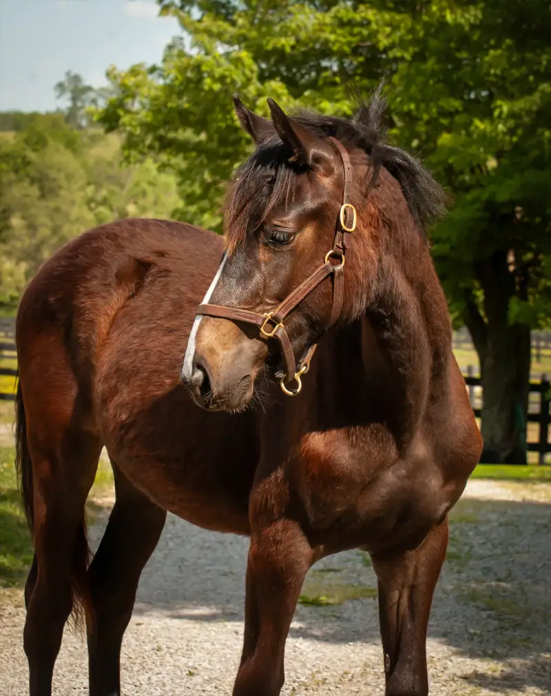 https://hjxbucket.s3.us-east-2.amazonaws.com/horses/gallery/baleria-fe__NAS-filly_portrait-2.webp