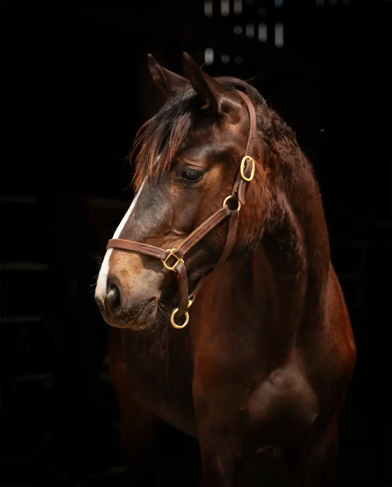 https://hjxbucket.s3.us-east-2.amazonaws.com/horses/gallery/baleria-fe__NAS-filly_portrait-3.webp