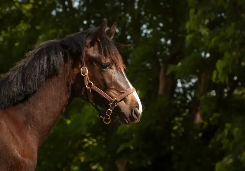 https://hjxbucket.s3.us-east-2.amazonaws.com/horses/gallery/baleria-fe__NAS-filly_portrait.webp
