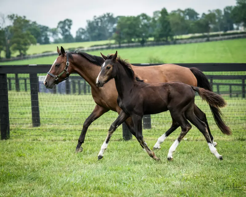 https://hjxbucket.s3.us-east-2.amazonaws.com/horses/gallery/baleria-fe__NAS-filly_trot.webp