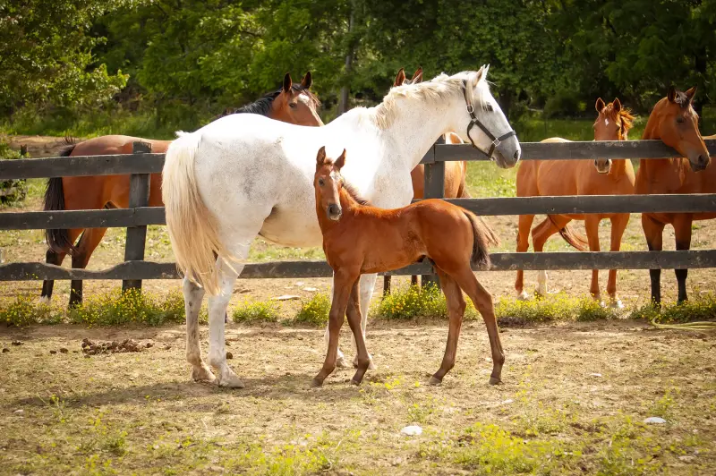 https://hjxbucket.s3.us-east-2.amazonaws.com/horses/gallery/courageux-fe__NAS-colt-1.webp