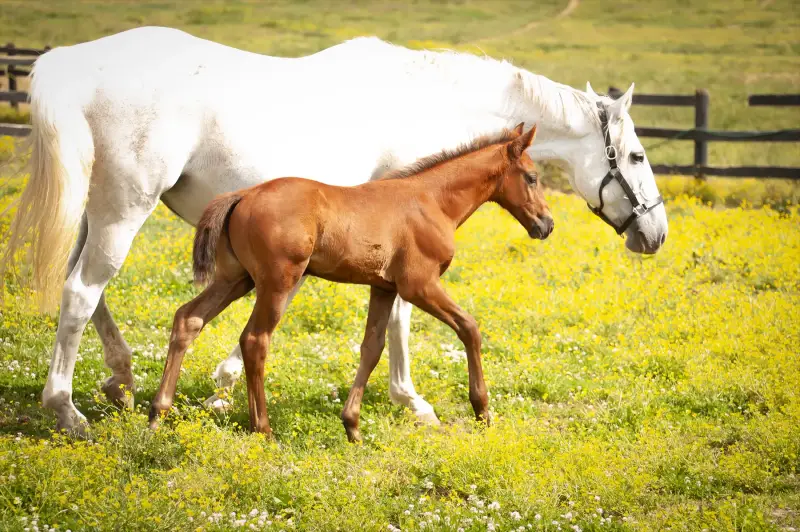 https://hjxbucket.s3.us-east-2.amazonaws.com/horses/gallery/courageux-fe__NAS-colt-2.webp