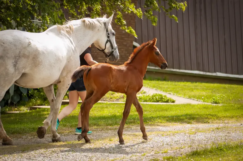 https://hjxbucket.s3.us-east-2.amazonaws.com/horses/gallery/courageux-fe__NAS-colt-3.webp