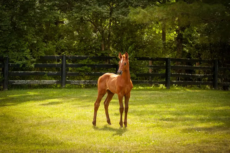 https://hjxbucket.s3.us-east-2.amazonaws.com/horses/gallery/courageux-fe__NAS-colt-4.webp