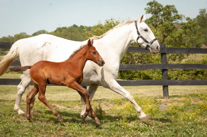 https://hjxbucket.s3.us-east-2.amazonaws.com/horses/gallery/courageux-fe__NAS-colt-canter-2.webp
