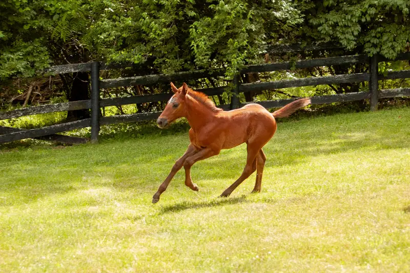 https://hjxbucket.s3.us-east-2.amazonaws.com/horses/gallery/courageux-fe__NAS-colt-canter-3.webp
