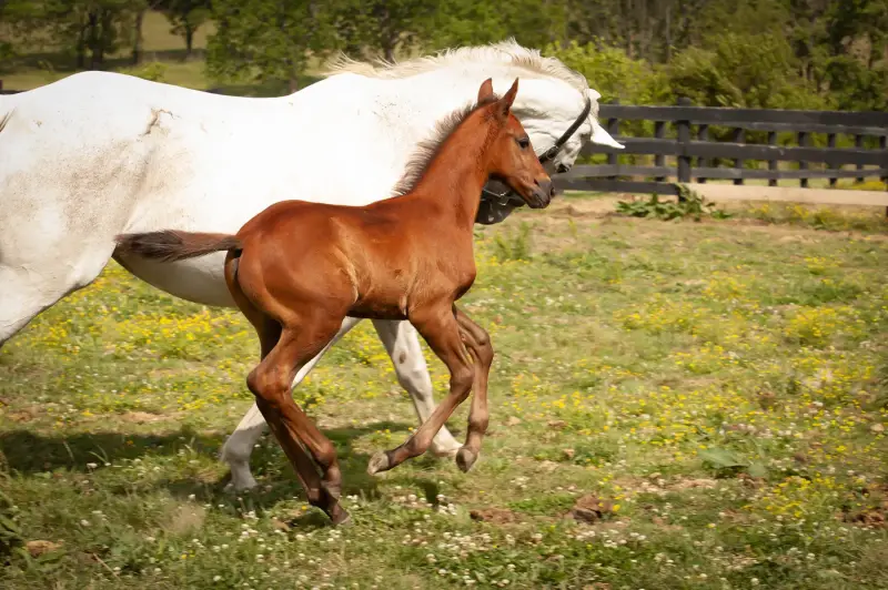 https://hjxbucket.s3.us-east-2.amazonaws.com/horses/gallery/courageux-fe__NAS-colt-canter.webp