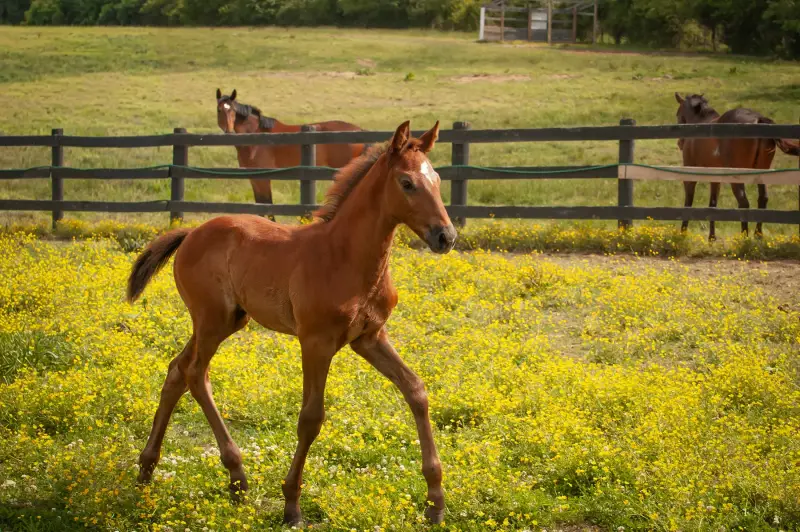 https://hjxbucket.s3.us-east-2.amazonaws.com/horses/gallery/courageux-fe__NAS-colt-trot.webp