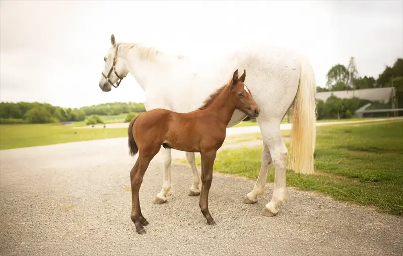 https://hjxbucket.s3.us-east-2.amazonaws.com/horses/gallery/courageux-fe__NAS-colt.webp
