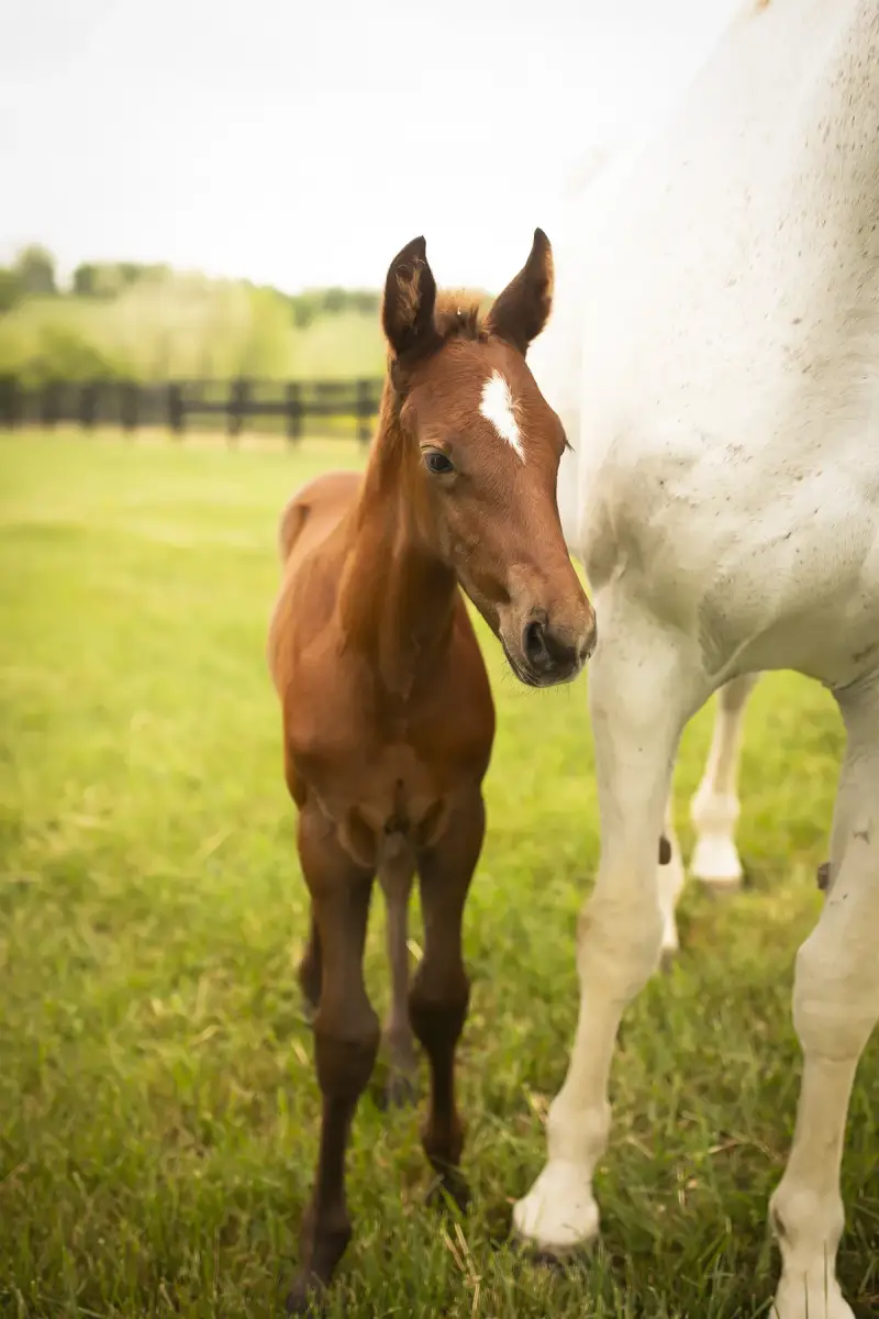 https://hjxbucket.s3.us-east-2.amazonaws.com/horses/gallery/courageux-fe__colt-portrait.webp