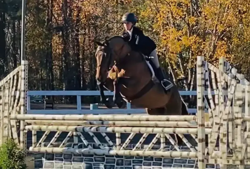 https://hjxbucket.s3.us-east-2.amazonaws.com/horses/gallery/everlasting_childrens-hunter-3.webp