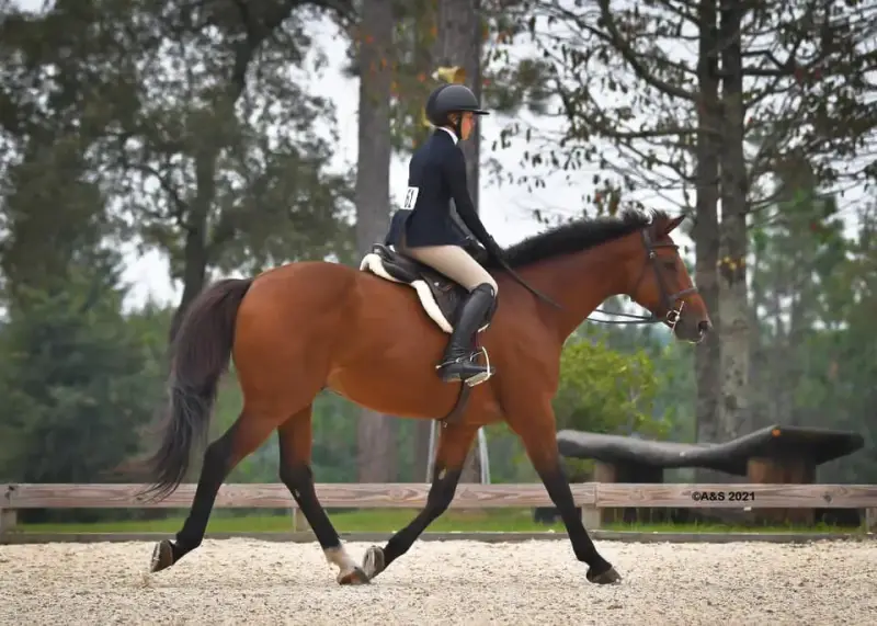 https://hjxbucket.s3.us-east-2.amazonaws.com/horses/gallery/everlasting_childrens-hunter-trot.webp
