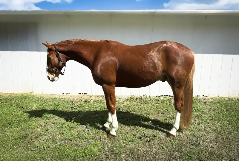 https://hjxbucket.s3.us-east-2.amazonaws.com/horses/gallery/focus-tachor-z__conformation-left.webp